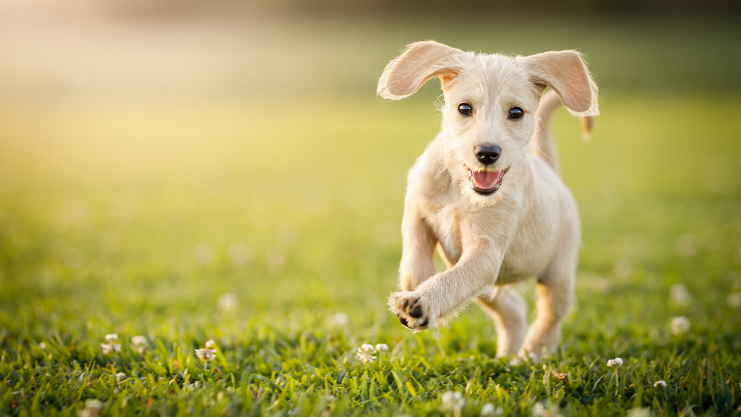 White puppy deals names